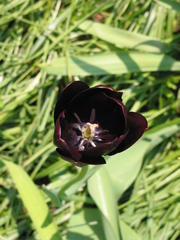 Tulpen