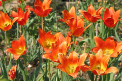 Tulpen