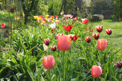 Tulpen