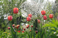 Tulpen im Bauerngarten mit blühenden Obstbäumen