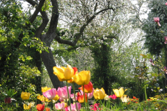 Tulpen im Bauerngarten mit blühenden Obstbäumen