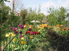 Tulpen im Bauerngarten