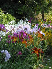 Phlox mit Taglilien