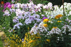 Phlox mit Rudbeckia und Taglilien