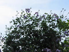 Clematis