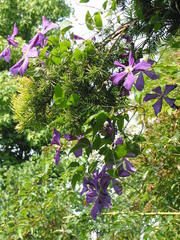 Clematis