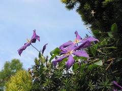Clematis