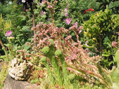 Trockenmauer mit Sempervivum