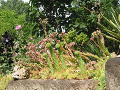 Trockenmauer mit Sempervivum