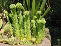 Trockenmauer mit Sempervivum