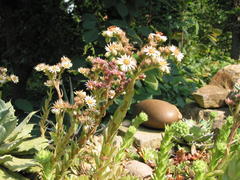 Trockenmauer mit Sempervivum