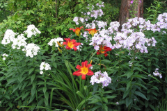 Phlox in Gesellschaft mit Taglilien