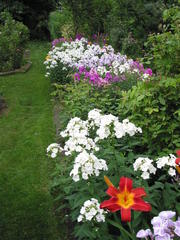 Taglilien mit Phlox