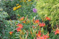 Taglilien, im Hintergrund Rudbeckia und Malven