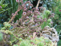 Trockenmauer mit Sempervivum