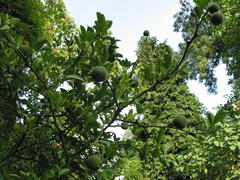 Poncirrus trifoliata (winterharte Zitrone)