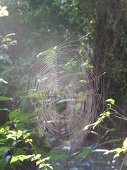 Spinnennetze