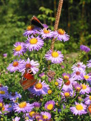 Herbstastern mit Schmetterlingen