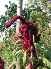 Amaranth