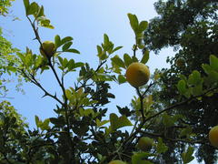 Poncirrus trifoliata (winterharte Zitrone)