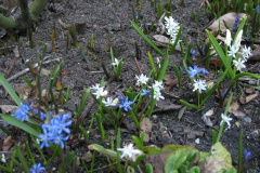 weiße und blaue Scilla (Blaustern)