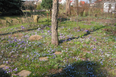 Scilla (Blaustern)