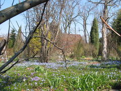 Scilla (Blaustern)