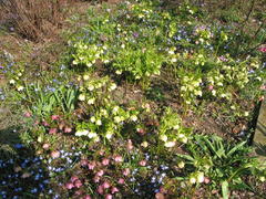 Scilla und Lenzrosen