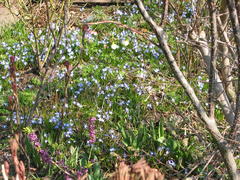 Scilla (Blaustern)