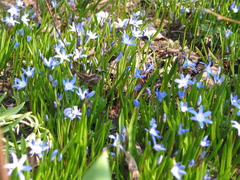 Scilla (Blaustern)