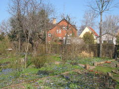 Unzählige Scilla färben den Garten im zeitigen Frühjahr