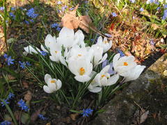 Scilla (Blaustern) mit Krokussen