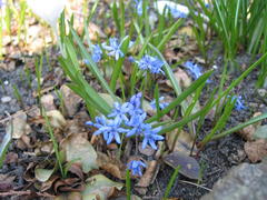 Scilla (Blaustern)