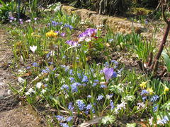 Scilla (Blaustern) mit Krokussen