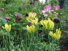 Strauchpäonie hinter Tulpen