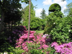 Azaleen und Rhododendron