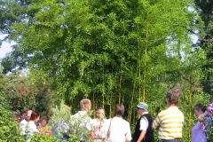 Bambusfest:
Hans-Peter Bethke zeigt den Besuchern den Bambus