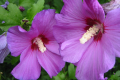 Bambusfest:
Gartenimpressionen im Hochsommer.
Hibiskus