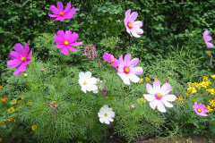 Bambusfest:
Gartenimpressionen im Hochsommer.
Cosmos