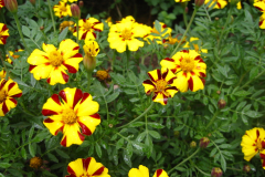 Bambusfest:
Gartenimpressionen im Hochsommer.
Tagetes