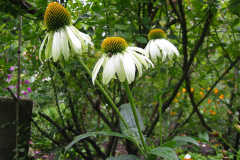 Bambusfest:
Gartenimpressionen im Hochsommer.
Sonnenhut