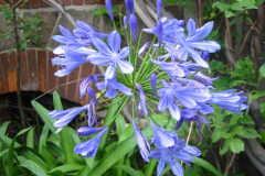 Agapanthus