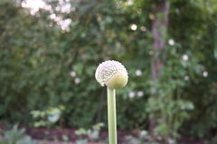 Allium