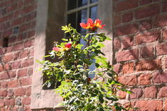 Kapuzinerrose (Rosa lutea bicolor ,1590)