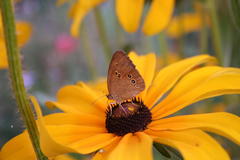Rudbeckia