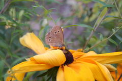 Rudbeckia