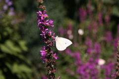 Schmetterling