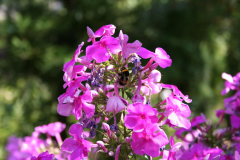 Phlox