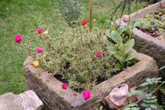 Bambusfest:
Gartenimpressionen im Hochsommer.
Portulakröschen