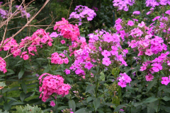 Bambusfest:
Gartenimpressionen im Hochsommer.
Phlox